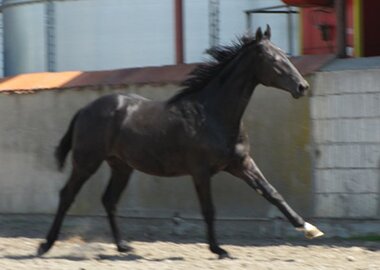 eros