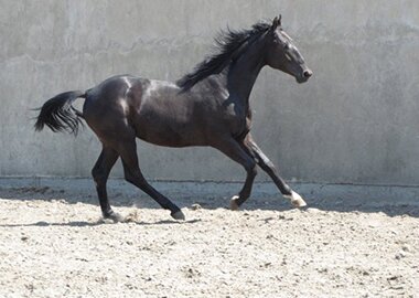 eros