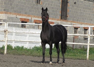 eros
