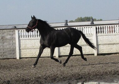 eros