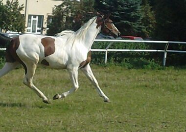 galicja