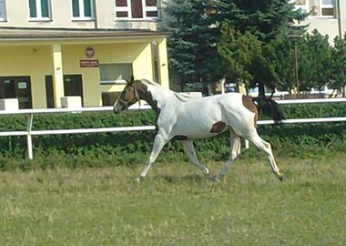 galicja