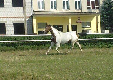 galicja