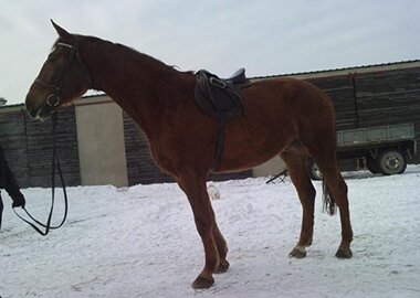 hors