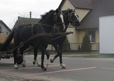 horseniepolet