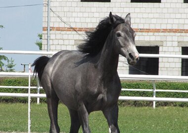 hrabianka