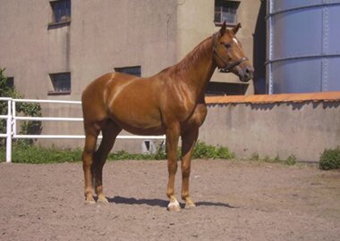 ikarus