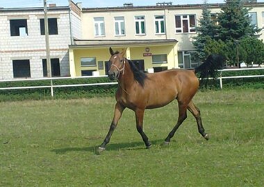 ines
