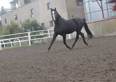 isbur