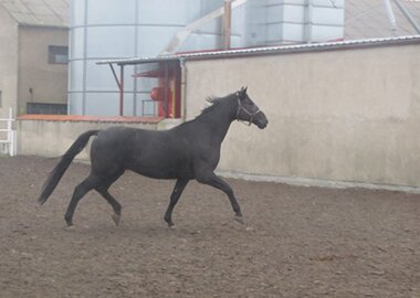 isbur