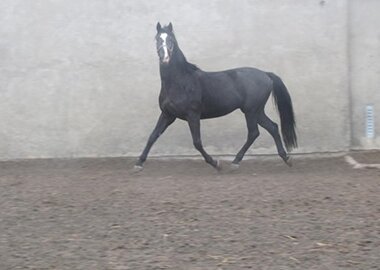 isbur