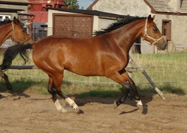 kalahari