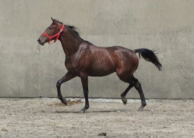 kusy