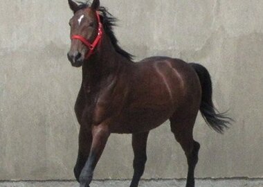 kusy