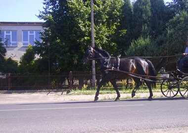 lotos