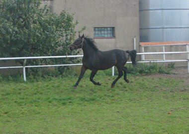 lotos