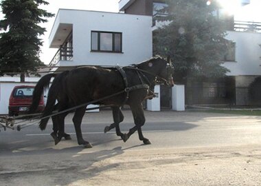 majoriwektor
