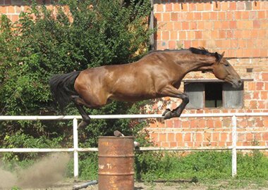 marco