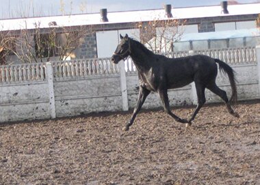 nider