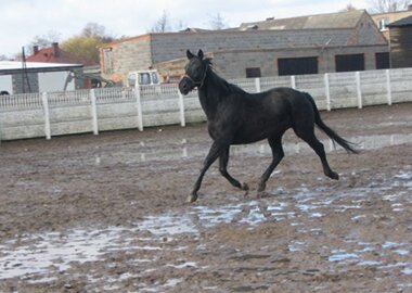 nitra