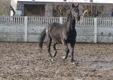nitra