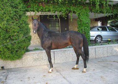 oliwer