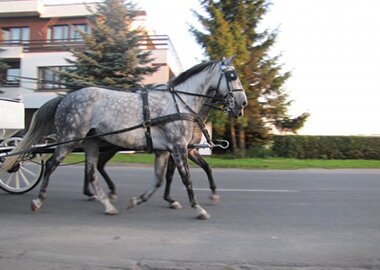 pielgrzymibaksiu