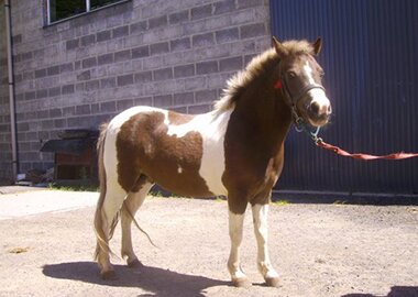 stokrotka