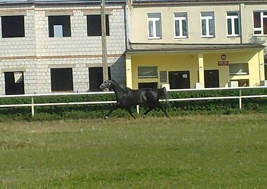 szaser
