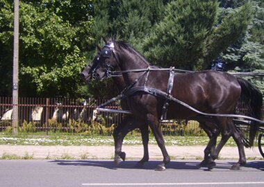 taraichera