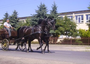 taraichera