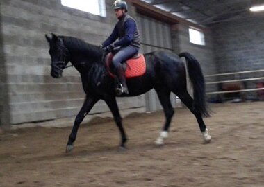 tenor