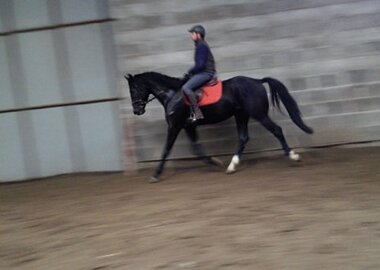 tenor