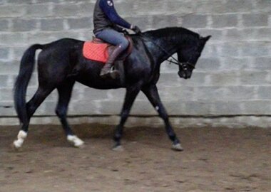 tenor