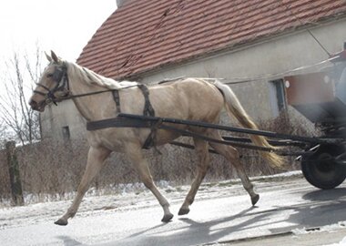 wiktoria